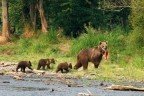 Медведи и другие 7 чудес Камчатки