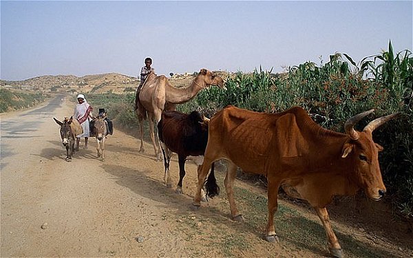 Любая дорога, Эритрея