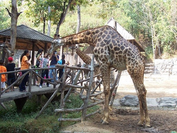 Зоопарк Чианг Мая (Chiang Mai Zoo)