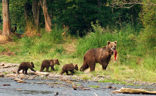 Медведи и другие 7 чудес Камчатки