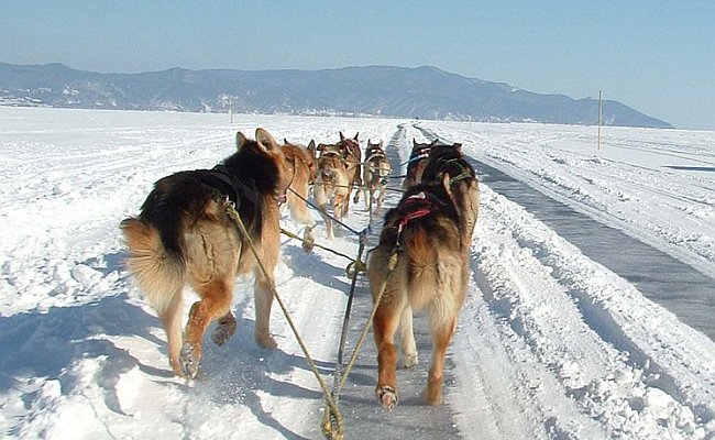 Катание на собачьих упряжках по Байкалу