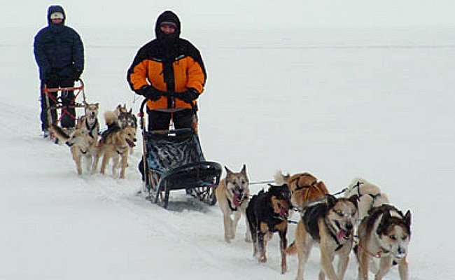 Катание на собачьих упряжках по Байкалу