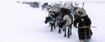 Тур на День Оленевода в Салехард